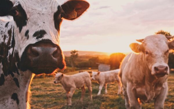 Galvijų augintojams milijoninė parama: štai kurias apskritis pasieks pirmiausiai