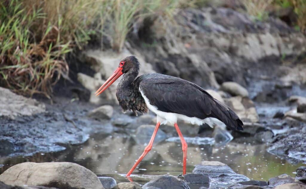 a black and white bird walking along a stream