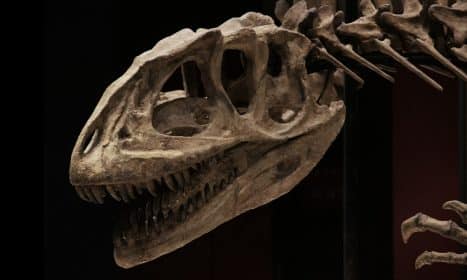 a dinosaur skeleton is displayed in a museum