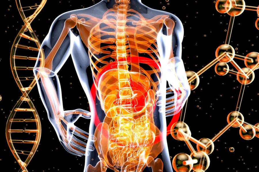 a 3d image of the human body and the structure of the body