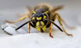yellow and black bee on white snow
