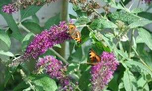 A group of butterflies sitting on top of a purple flower