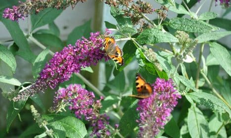 A group of butterflies sitting on top of a purple flower