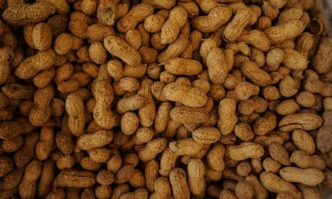 photography of brown nuts