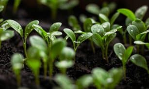 a close up of a group of small green plants
