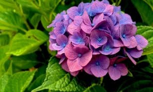 purple flower in macro shot