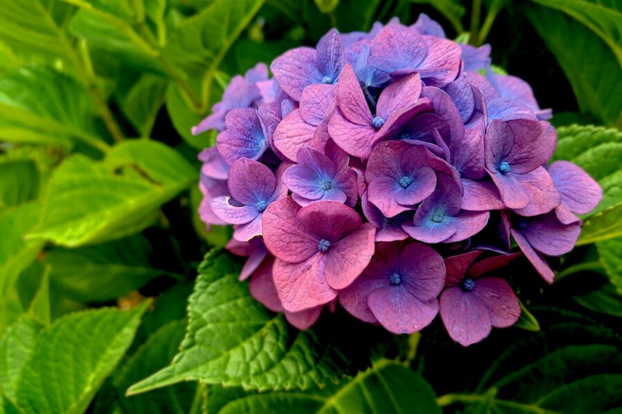 purple flower in macro shot