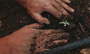 green plant on persons hand