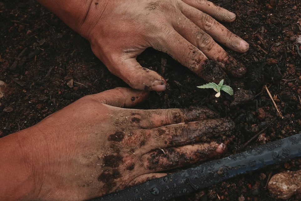 green plant on persons hand