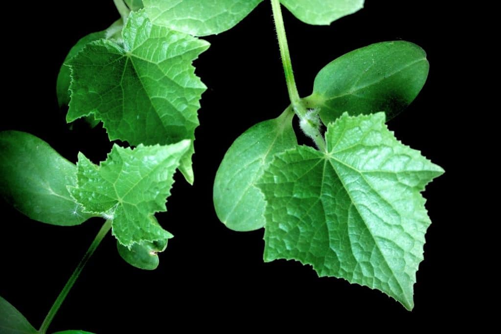 Young cucumber plants with serrated leaves
