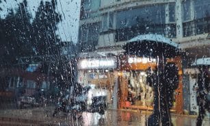 people holding umbrella