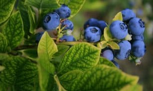 selective focus photography of blue berries