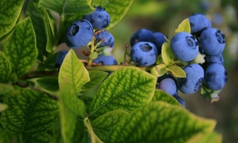 selective focus photography of blue berries