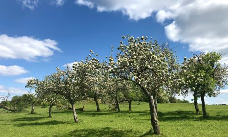 green grass field with green trees under blue sky and white clouds during daytime