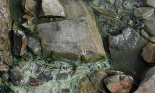 Rocks with algae in a clear, shallow body of water.
