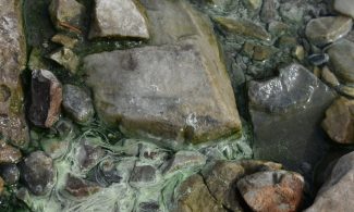 Rocks with algae in a clear, shallow body of water.