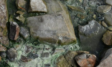 Rocks with algae in a clear, shallow body of water.