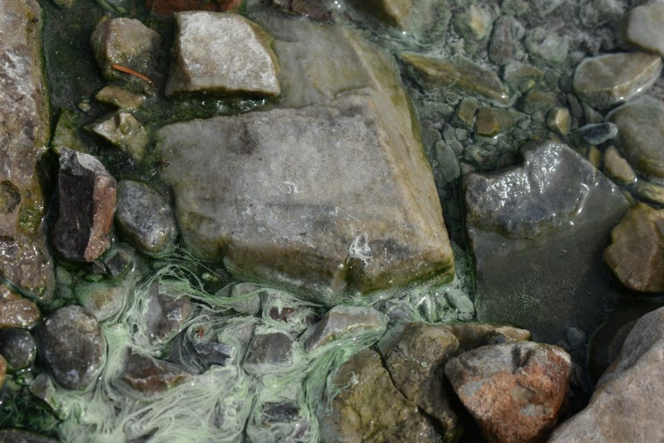 Rocks with algae in a clear, shallow body of water.