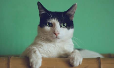 black and white cat lying on brown bamboo chair inside room