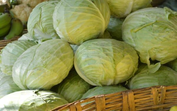 Nustokite daryti šią klaidą: štai kodėl jūsų kopūstai trūkinėja ir kaip tai sustabdyti