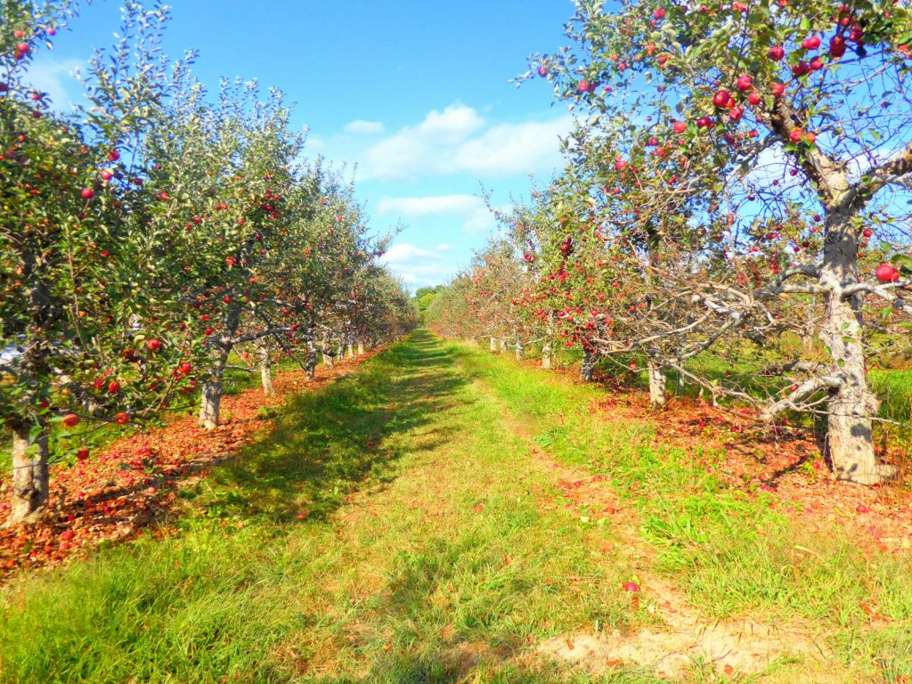 An apple orchard with lots of trees in the background