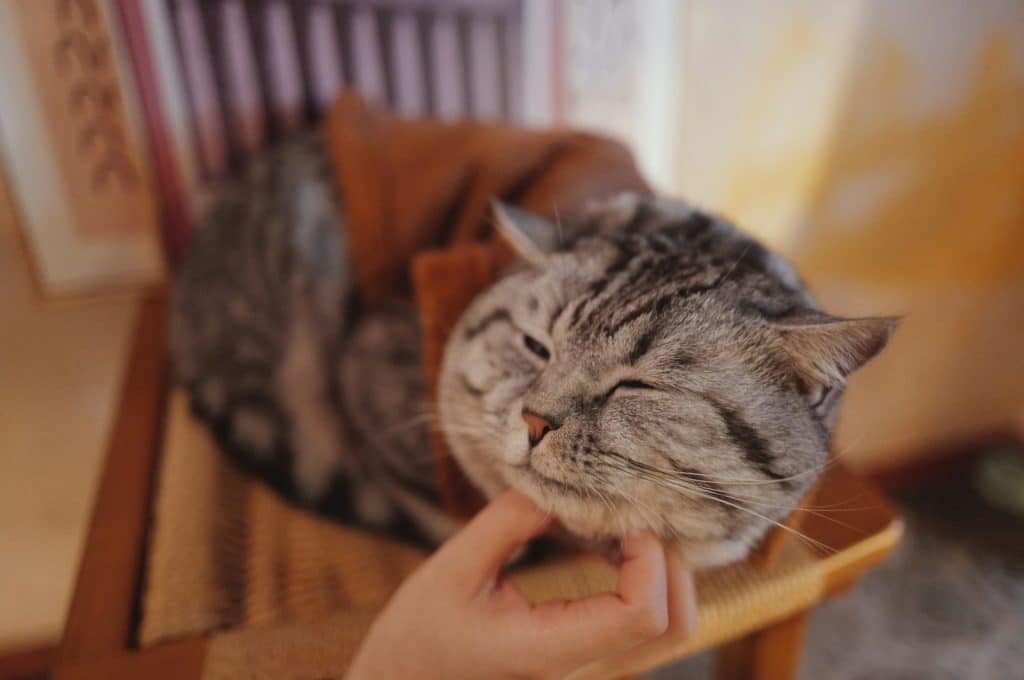 A cat sitting on top of a wooden chair