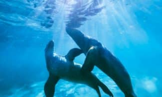 two dolphin in body of water