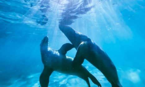 two dolphin in body of water