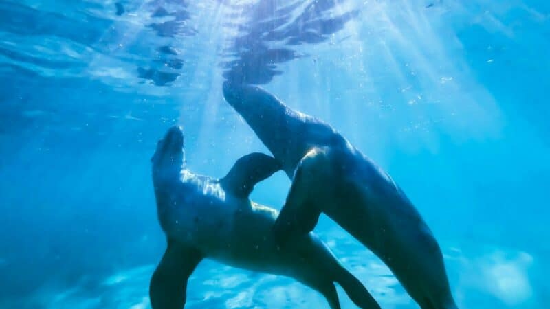 To nebuvo užfiksuota niekur kitur: sužinokite, kokį unikalų elgesį atrado pas Havajų ruonius