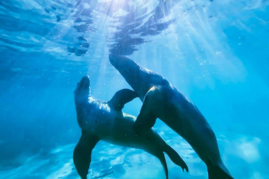 two dolphin in body of water