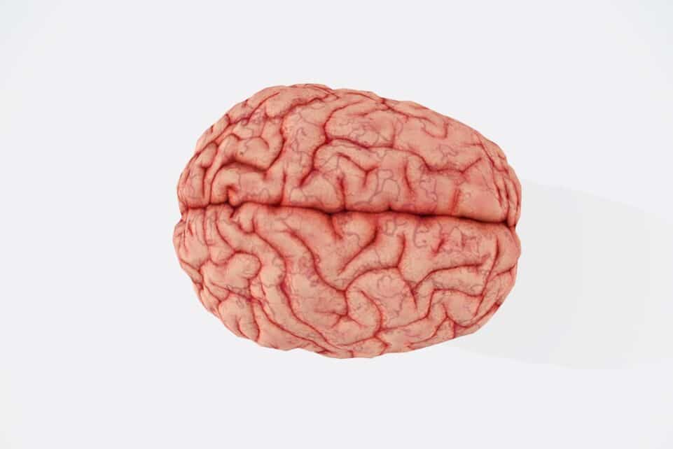a close up of a human brain on a white background