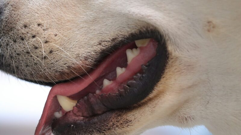 Vilniuje atidaroma didžiausia Baltijos šalyse klinika: rūpinsis augintinių burnos sveikata