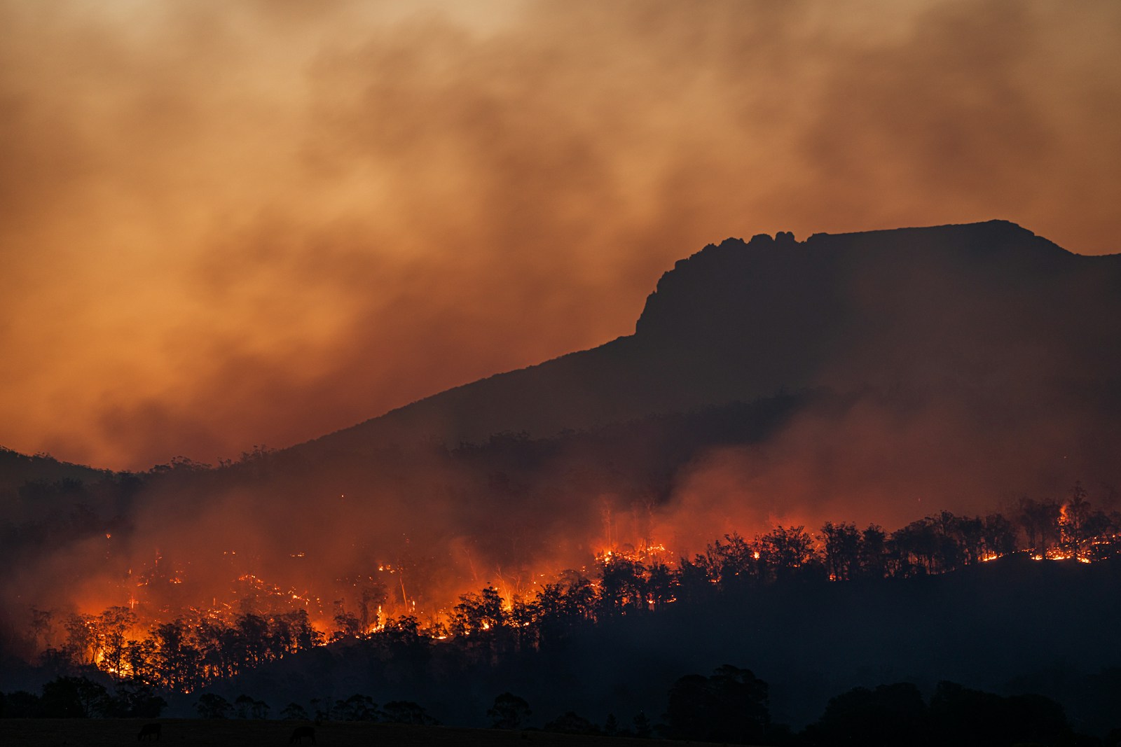 Atsakymas stebina: ar evoliucija spės prisitaikyti prie klimato kaitos?