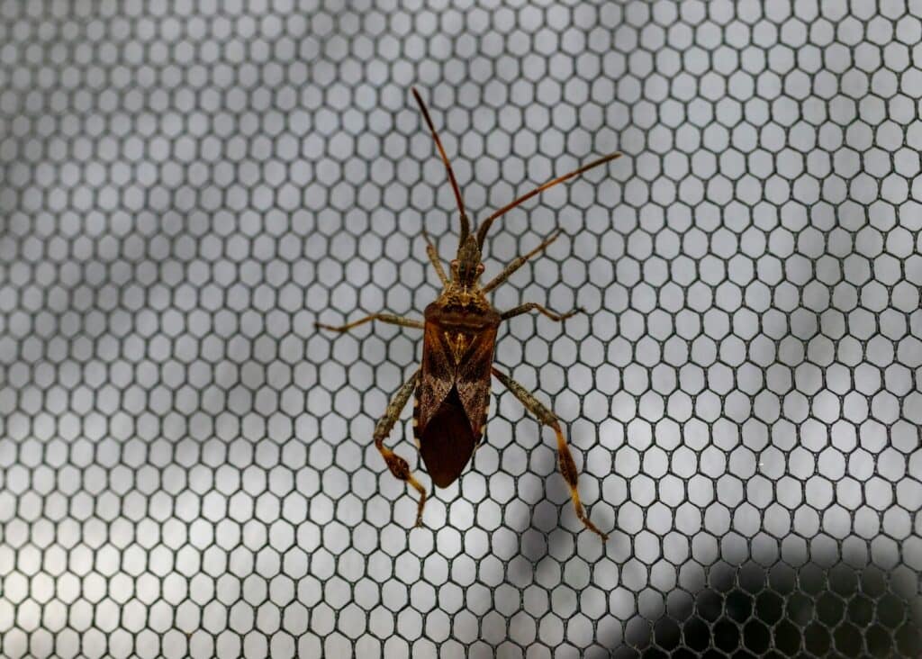 a bug that is sitting on a net