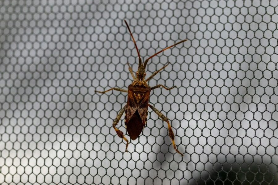 a bug that is sitting on a net