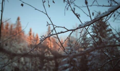 a tree branch with a lot of snow on it