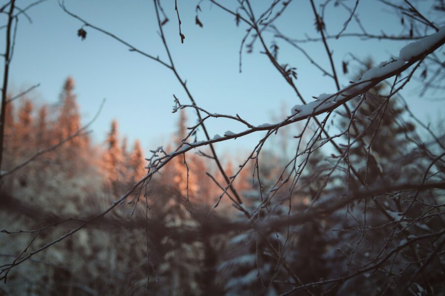 a tree branch with a lot of snow on it