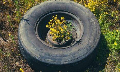 a tire with a plant growing out of it