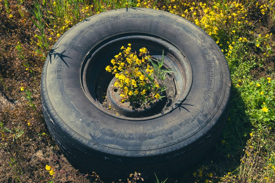 a tire with a plant growing out of it