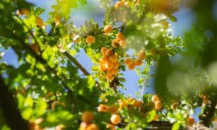 green and yellow round fruits on tree during daytime