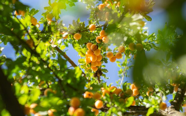 Jūsų persikai ir abrikosai gali nušalti per naktį: štai kaip paprastai išgelbėti derlių