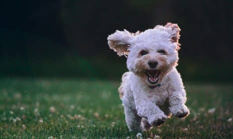 shallow focus photography of white shih tzu puppy running on the grass