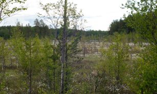 a forest filled with lots of trees and bushes