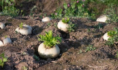 a group of white mushrooms growing out of the ground
