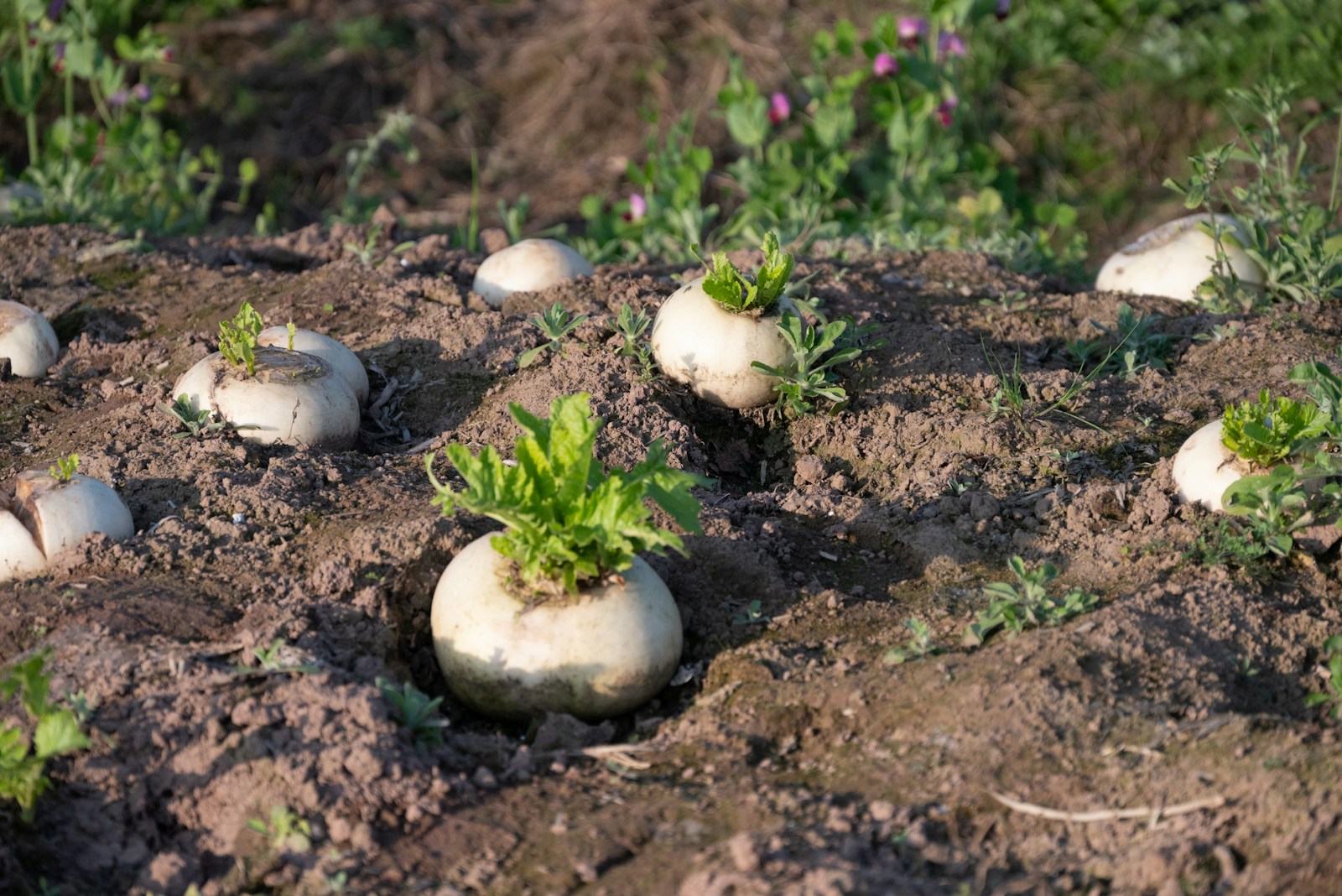 9 iš 10 daržininkų daro šią klaidą: kaip teisingai persodinti daikono ridikus?