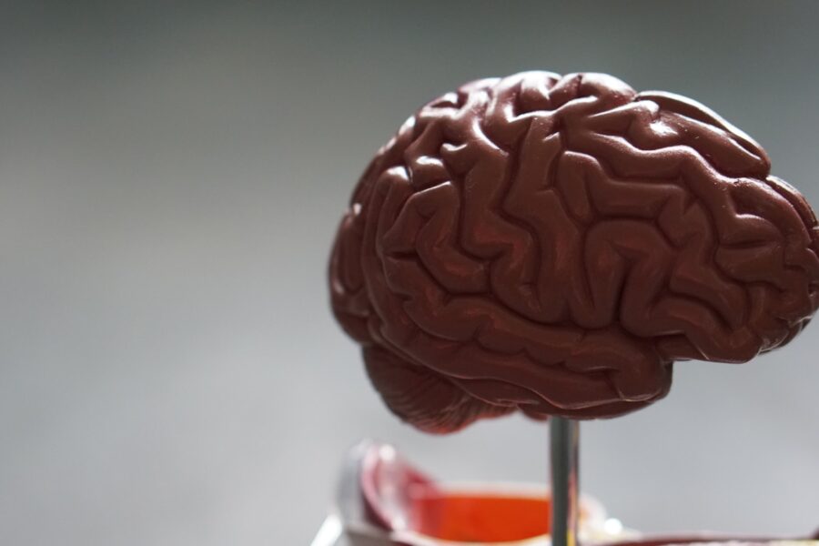brown brain
