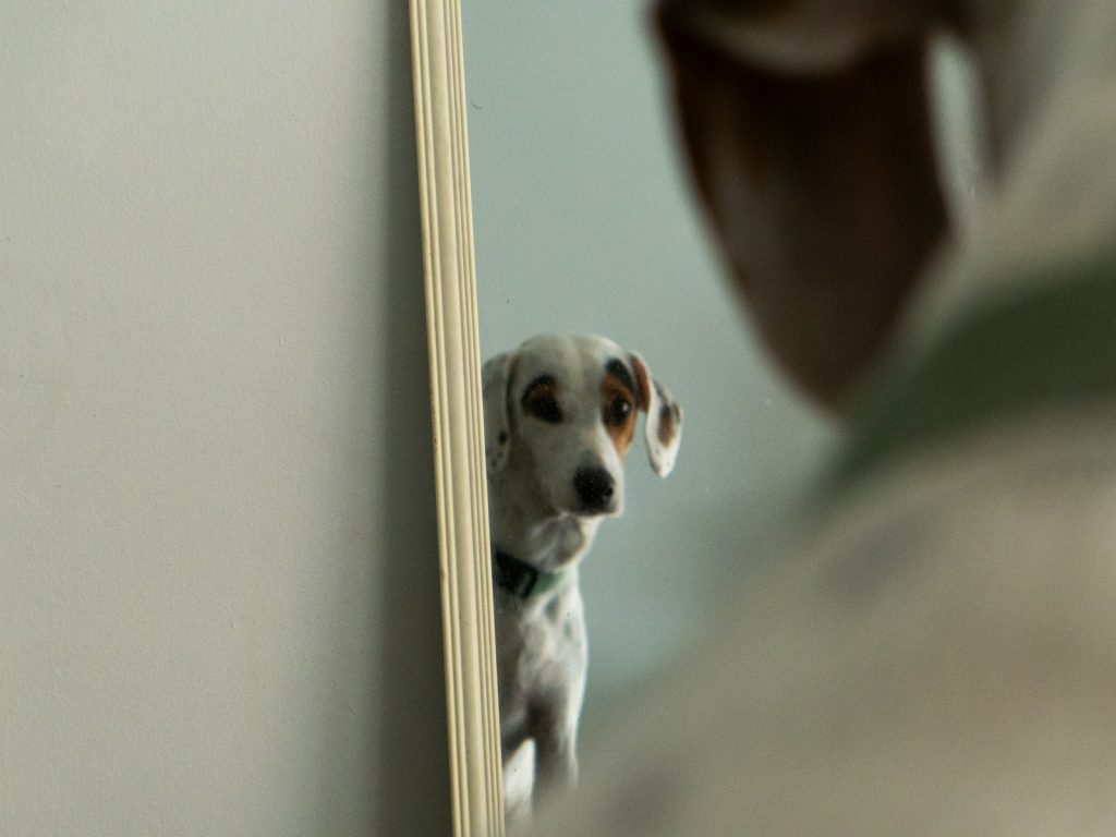 Dalmatian dog looks at its reflection in mirror.