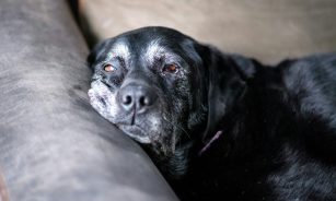 a close up of a dog laying on a couch
