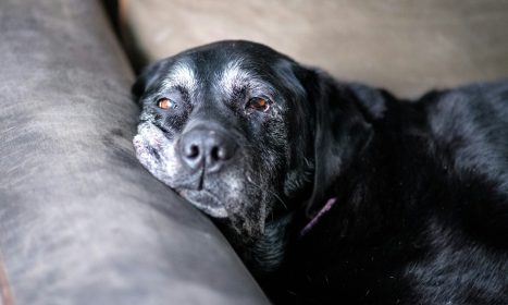 a close up of a dog laying on a couch