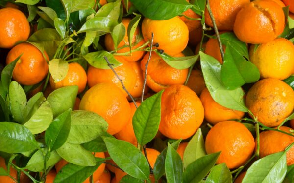 Dauguma juos painioja: sužinokite, kuo skiriasi mandarinai ir klementinos bei kuriuos rinktis